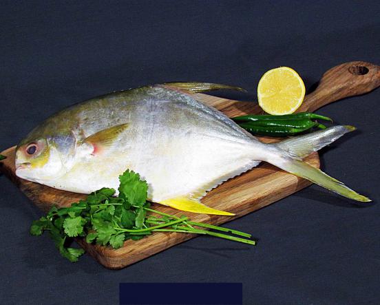 سعر أکبر زبیدي|أخبار حول سمكة زبيدي
