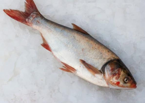 مصادر شركات صيد و بيع الأسماك 