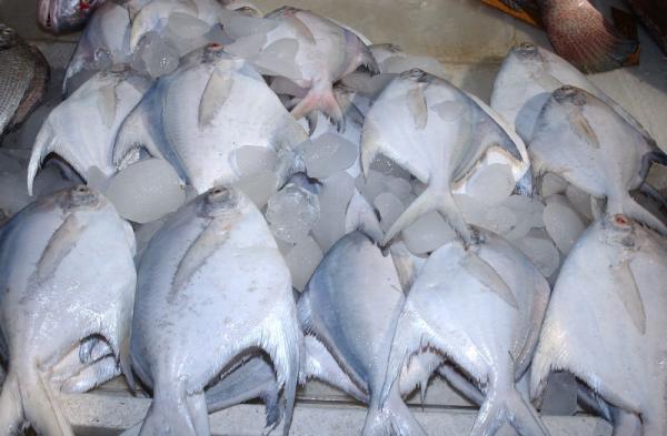 مصادر بيع السمك الزبيدي الطازج