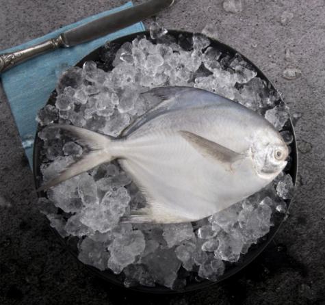 تصدير السمك الزبيدي الفضي الى جميع دول العالم