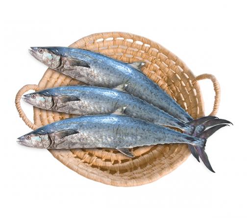 افضل انواع السمك الطازج والمجمد للتصدير 