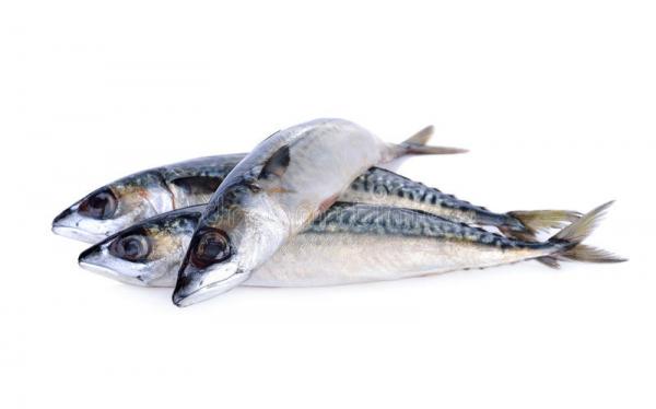 فوائد سمك الماكريل المختلفة