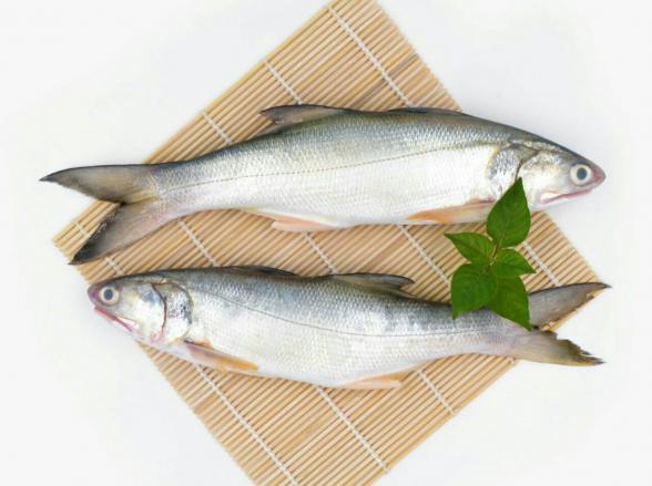 إنتاج وبيع سمك الهامور بأعلى جودة 