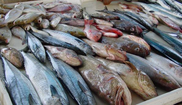 استيراد وتصدير جميع أنواع السمك والروبيان 