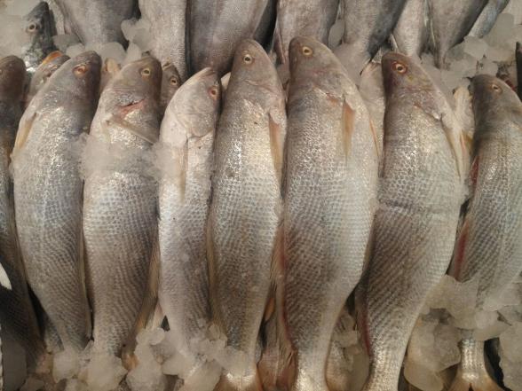  تصدير أفضل أنواع الأسماك الى دول العربية