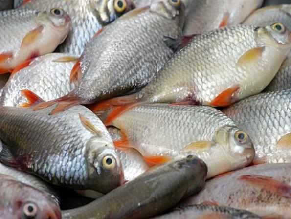 تسوق أنواع السمك والروبيان بأنسب الأسعار 
