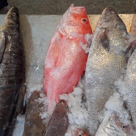 منتجين أجود أنواع السمك الطازج والمجمد