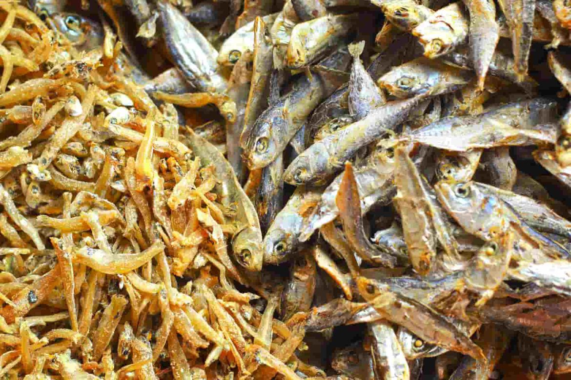 فوائد سمك المتوت وأنواعها المتوفرة في الأسواق العربیة